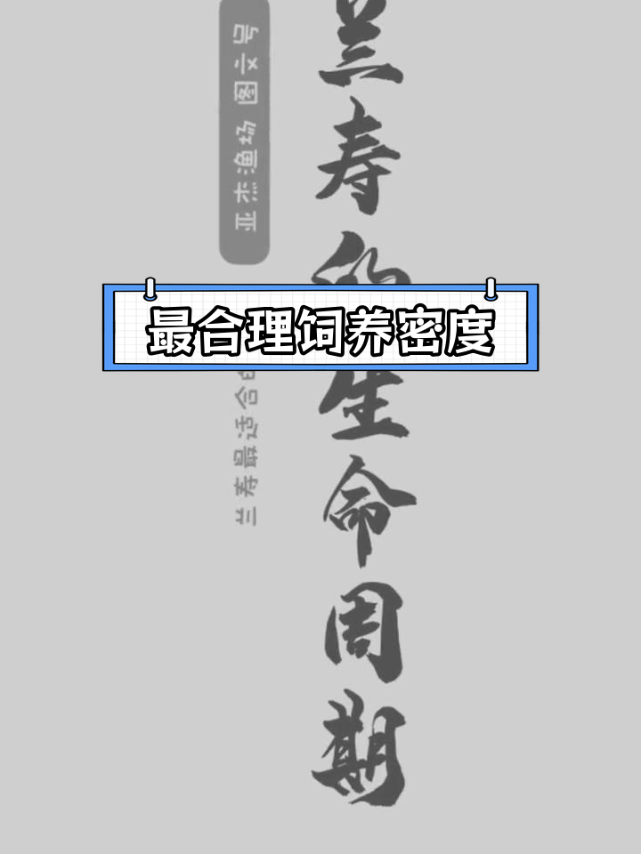 兰寿金鱼饲养密度揭秘,如何延长寿命