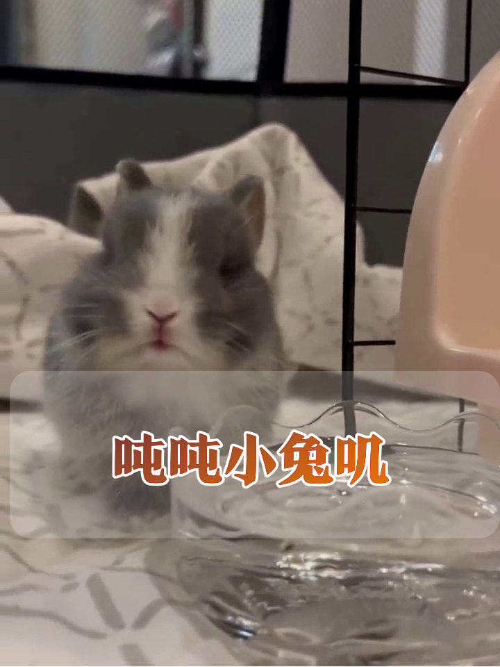 小兔喝水太投入,抬头秒变表情包,萌到心巴上!