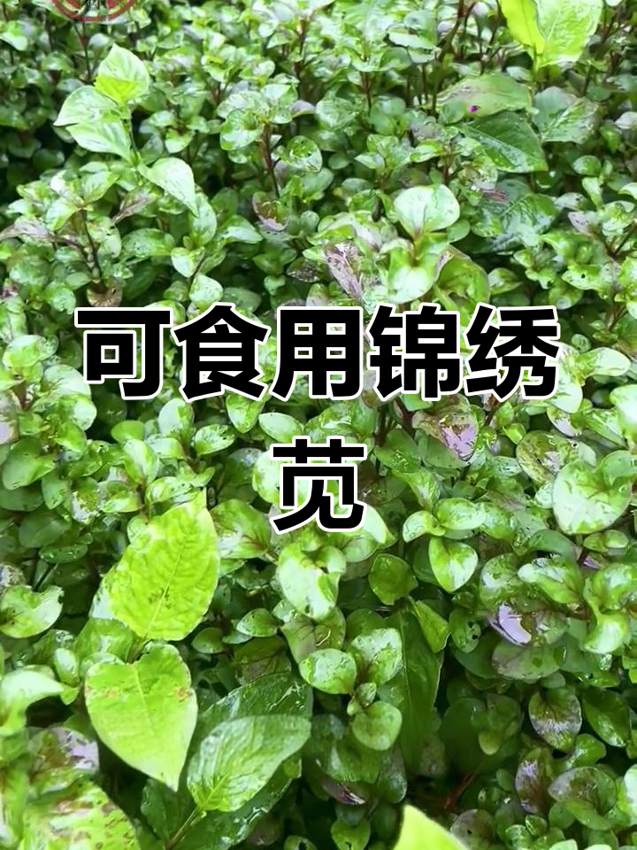旱地西洋菜,长得快又好吃