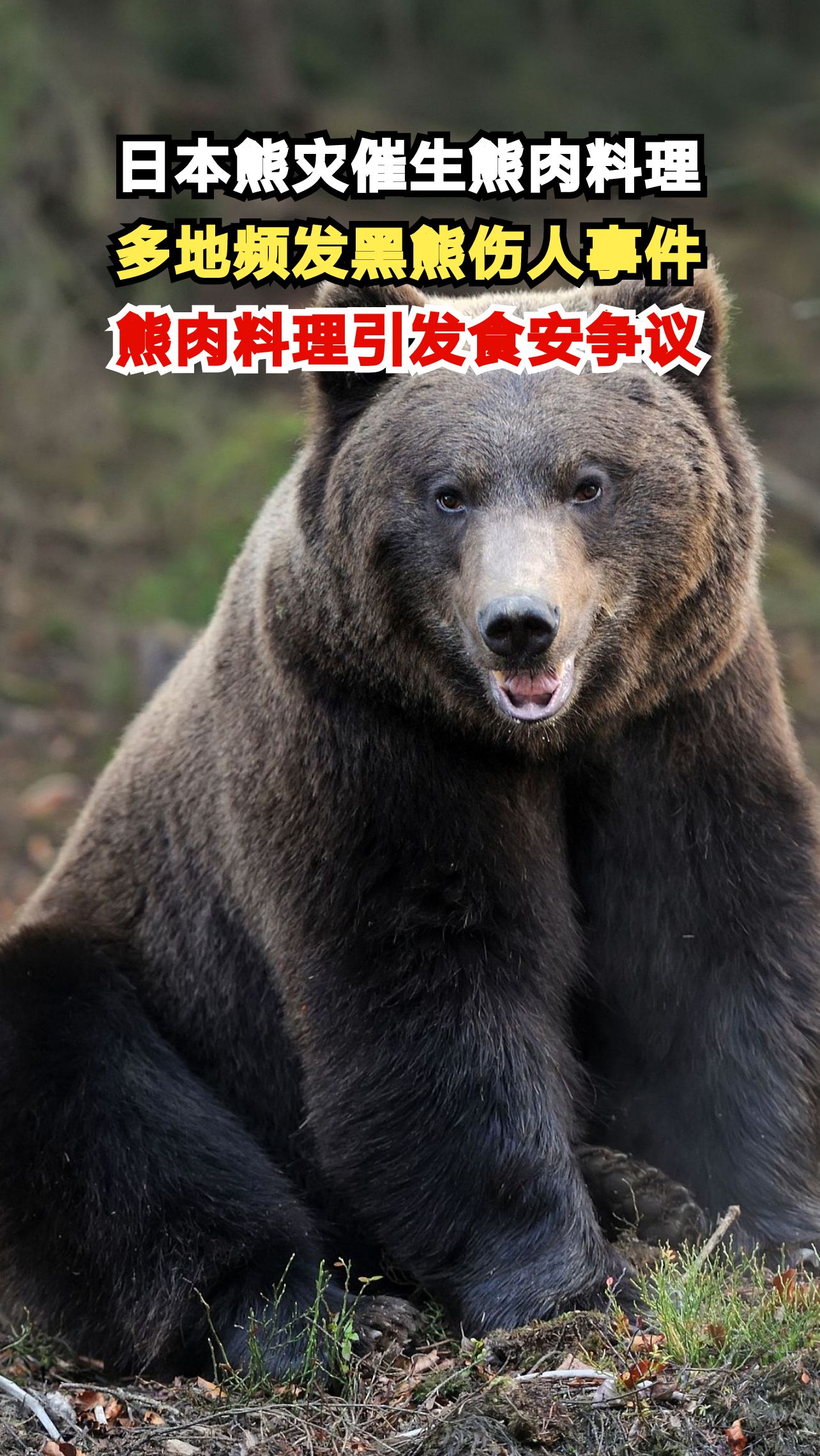 日本熊灾催生熊肉料理,多地频发黑熊伤人事件,熊肉料理引发食安争议