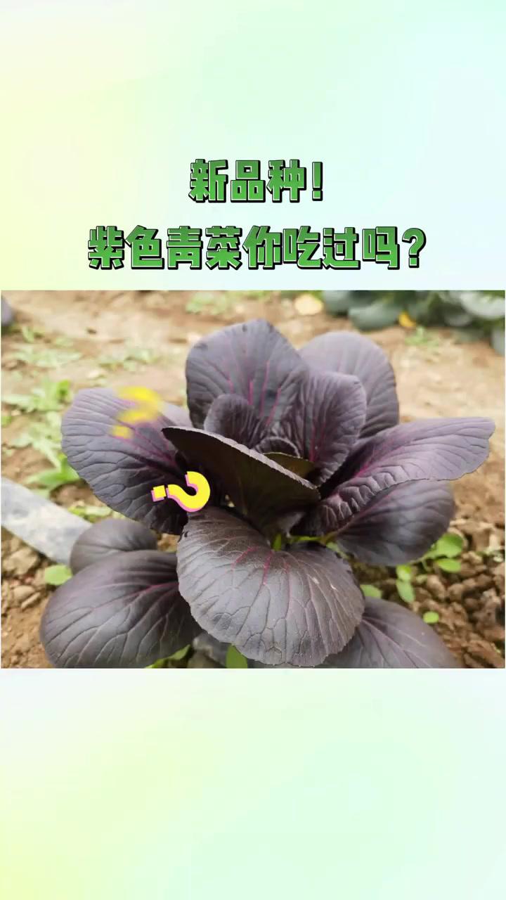 新品种!紫色青菜你吃过吗?