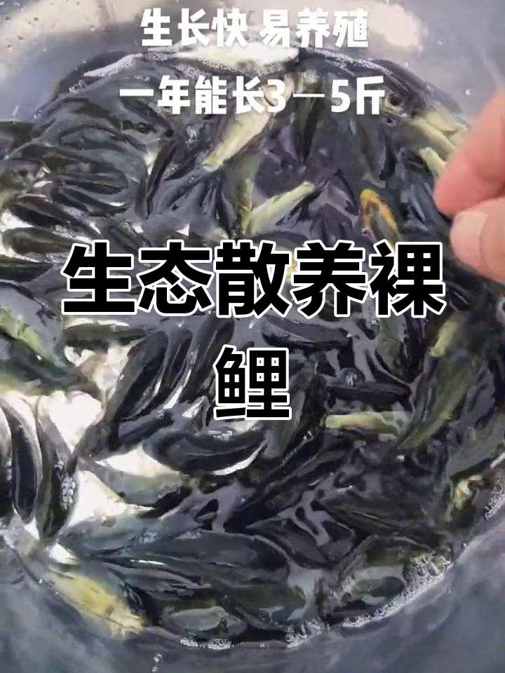 裸鲤鱼苗自然生长,适应性强