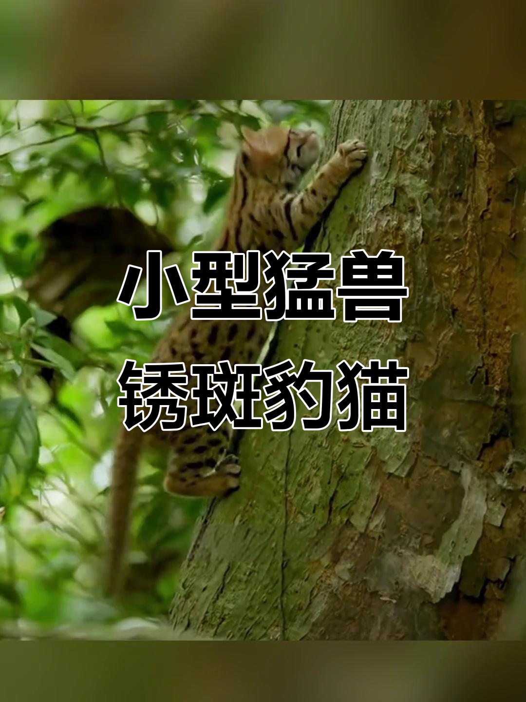 锈斑豹猫:世界上最小的野兽,吃马扎蝈蝈和小鱼