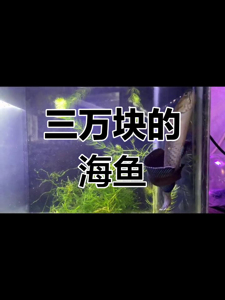 雷龙鱼价格揭秘:三万元背后的秘密