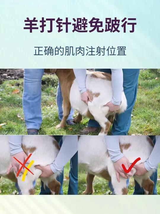 羊后腿肌肉注射如何避免跛行