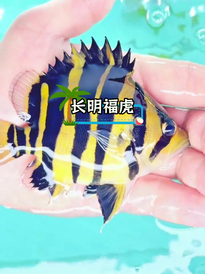 野生柠檬黄苏虎:比泰虎更霸气的长明福虎
