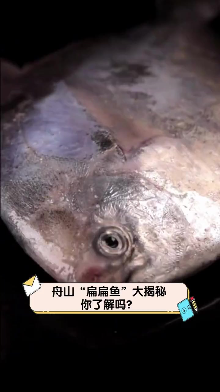 舟山“扁扁鱼”大揭秘,你了解吗?