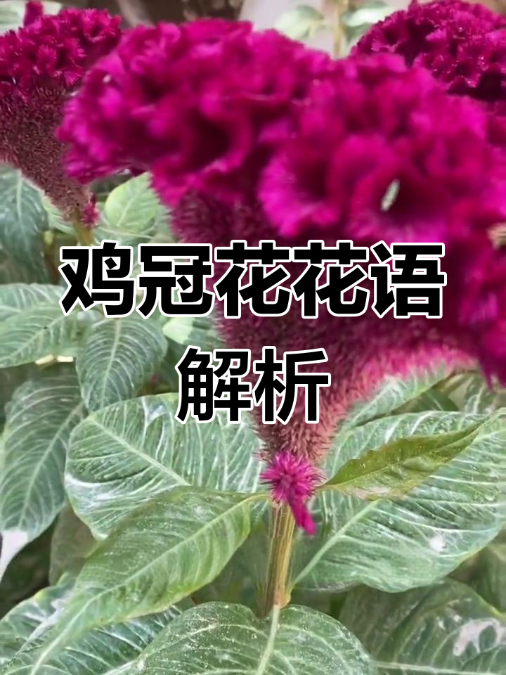 鸡冠花的花语与象征意义,你了解吗?