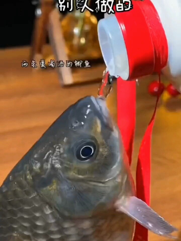 鲫鱼这样做,太绝了!