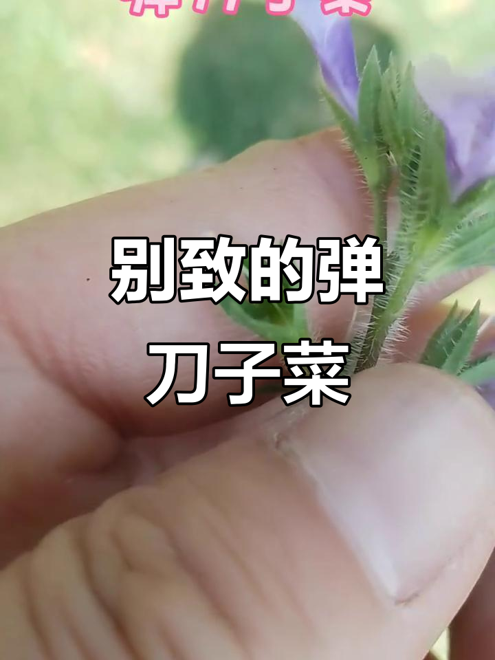 独特弹刀子菜,蓝紫色花瓣与黄色斑点的完美结合