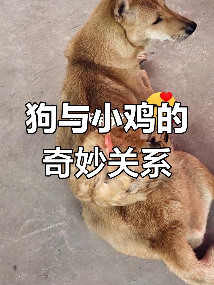 鸡狗和谐共处,保姆偷懒被炒鱿鱼