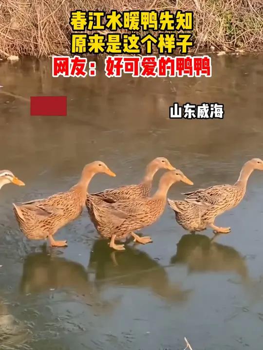 春江水暖鸭先知,原来是这个样子。网友:好可爱的鸭鸭