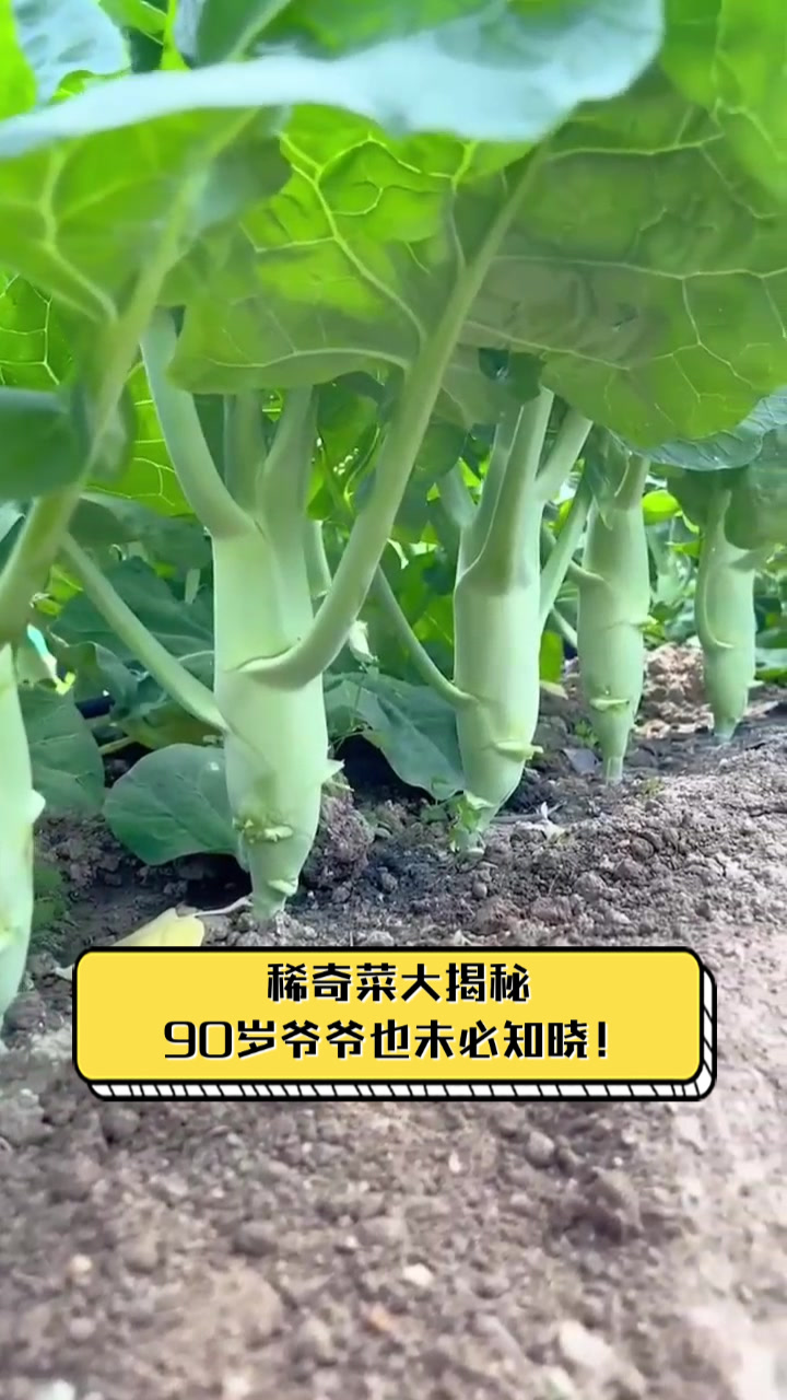 稀奇菜大揭秘,90岁爷爷也未必知晓!