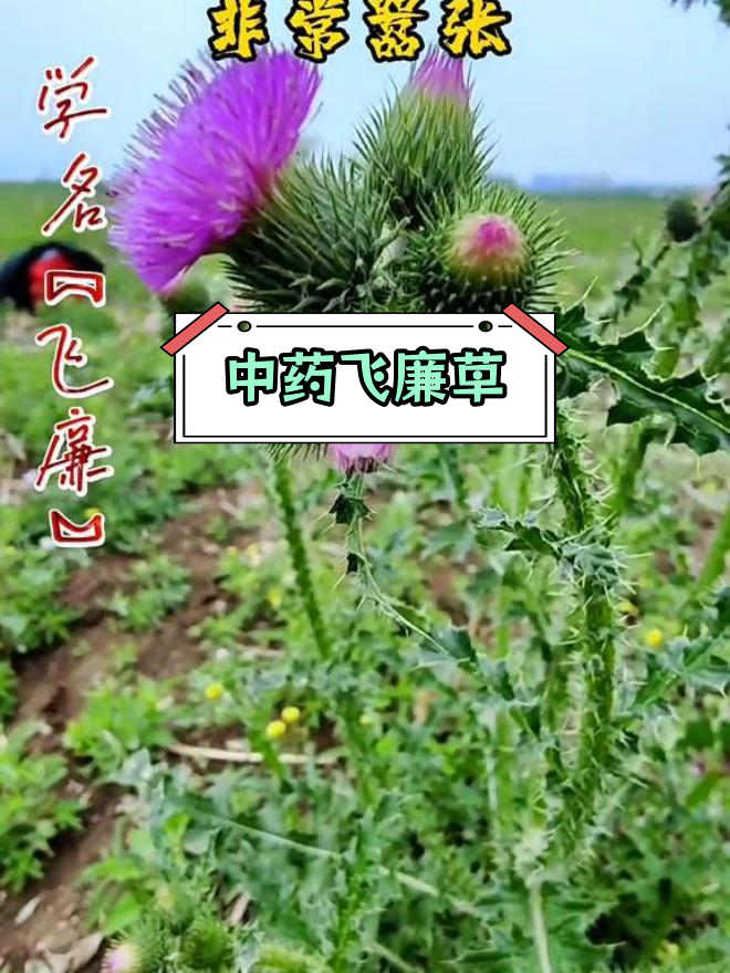 飞廉草:传统中药的多重功效