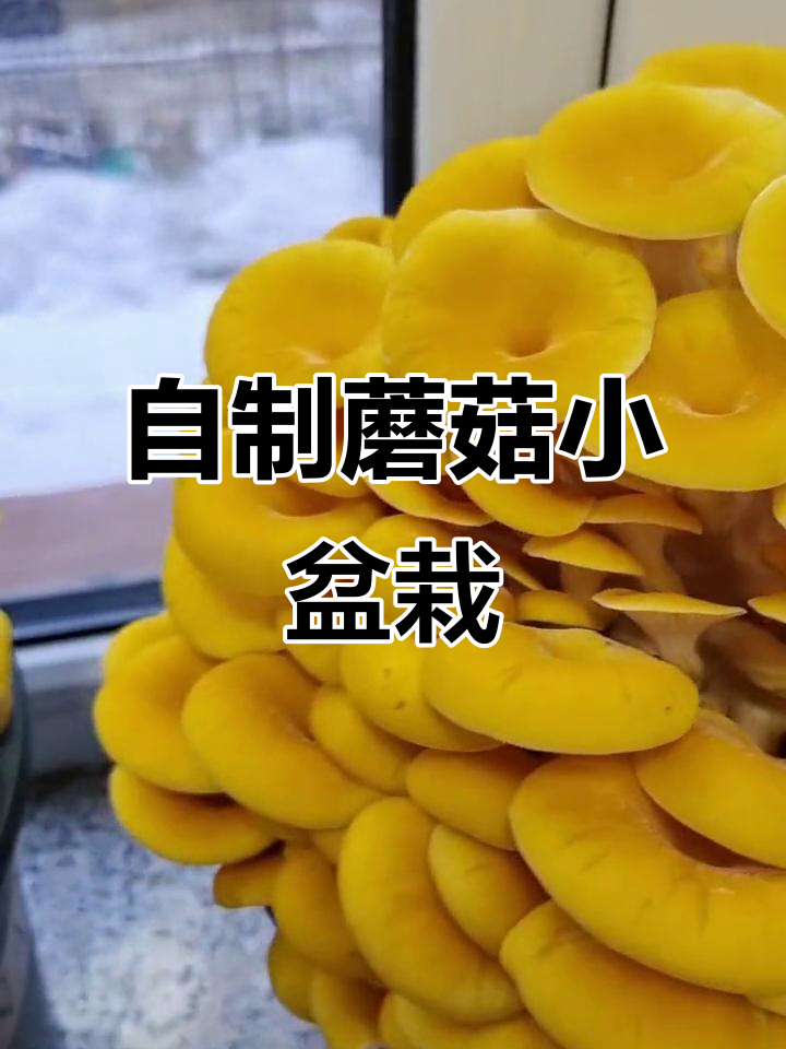 自己动手种蘑菇,简单又省事!鱼黄菇和青平菇的种植技巧