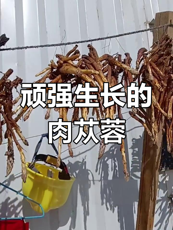 沙漠中的神奇植物:肉苁蓉