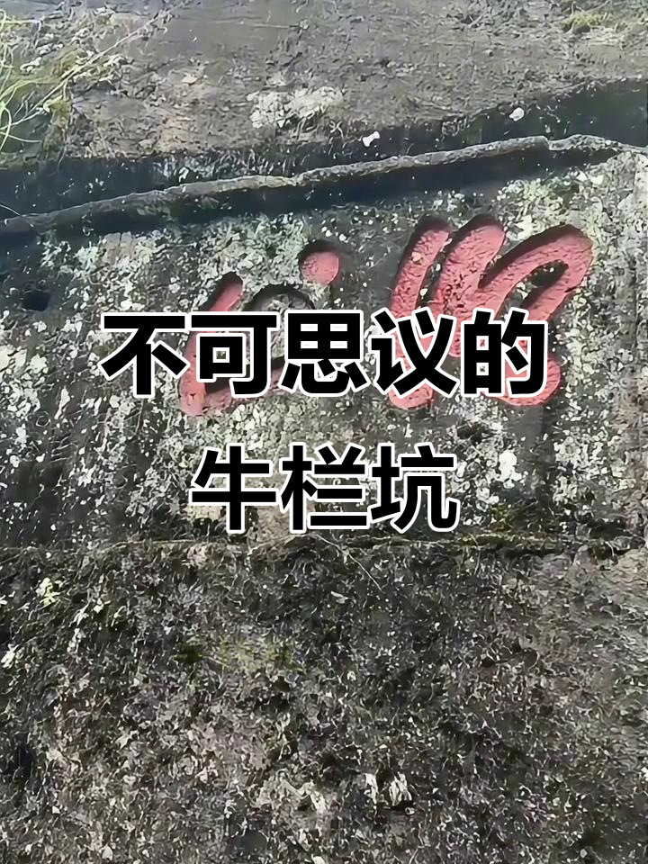 牛栏坑:武夷岩茶最神秘的山场,肉桂价格惊人