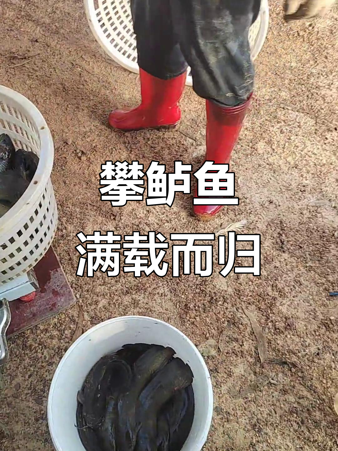 广西攀鲈鱼大丰收，市场热闹非凡！