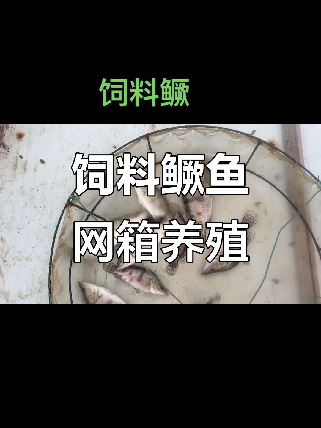 网箱养殖鳜鱼,饲料管理技巧揭秘