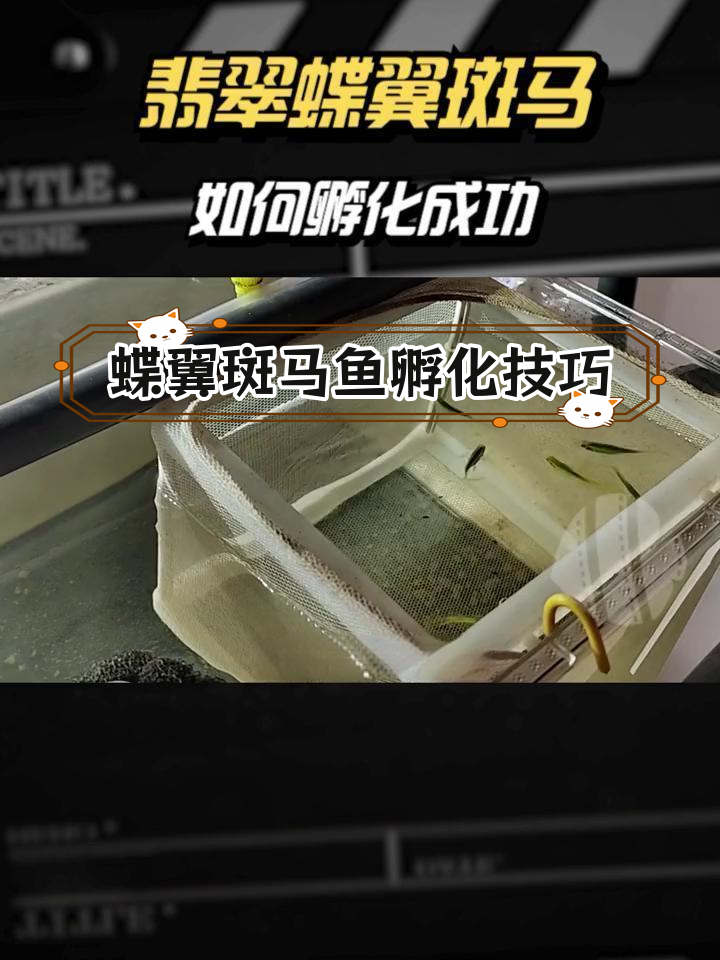 蝶翼斑马鱼繁殖成功判断与孵化注意事项