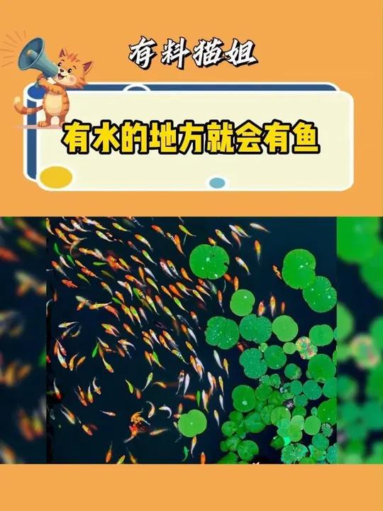 为什么有水就会有鱼