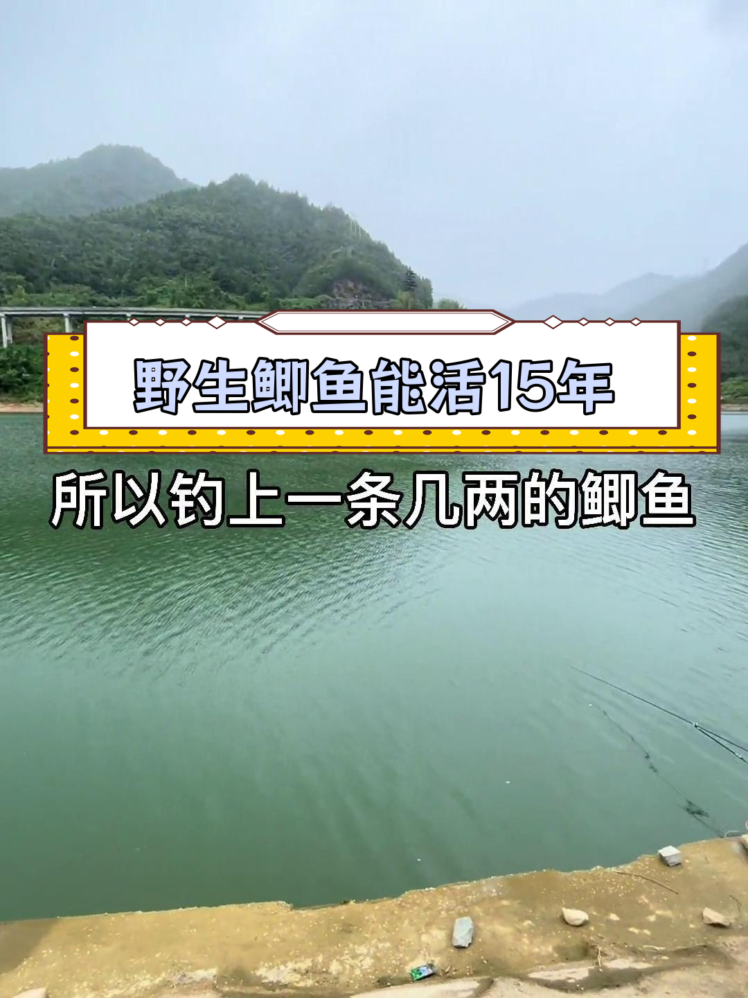 鲫鱼的寿命有多长?