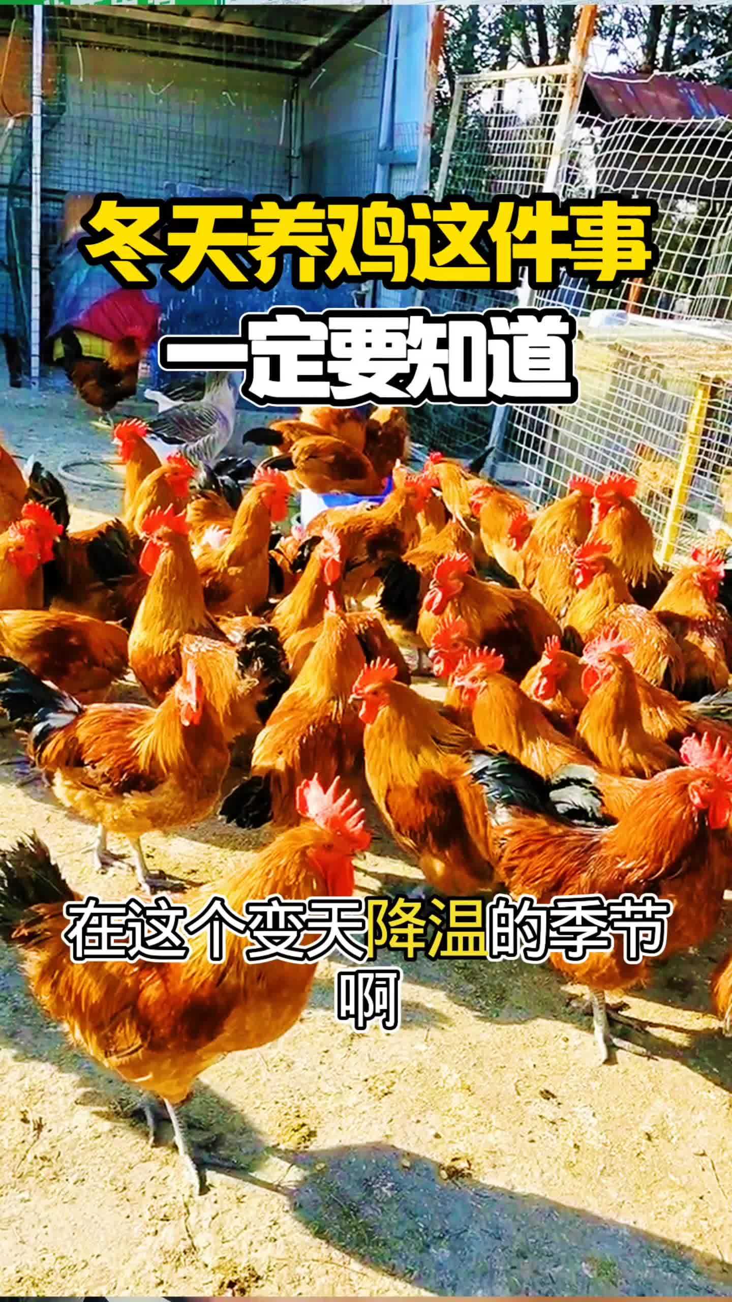 养鸡 散养土鸡 鸡鸭鹅养殖 养鸡技术 鸡病防治