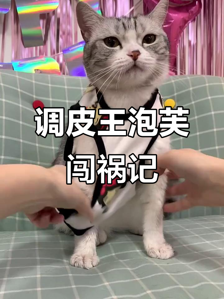 王泡芙调皮捣蛋,衣服脏了还不认错!