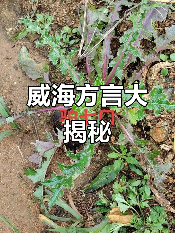 威海话里的“驴七口”和土苍歌,听得我头大