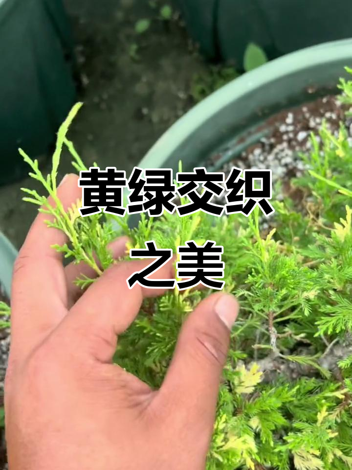 绿叶黄尖,色彩鲜明又不突兀,宫版系鱼川的独特魅力
