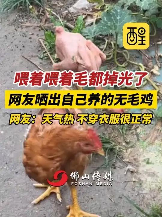 喂着喂着毛都掉光了!网友晒出自己养的无毛鸡,网友:天气热,不穿衣服很正常。(编辑:黄雅琳;