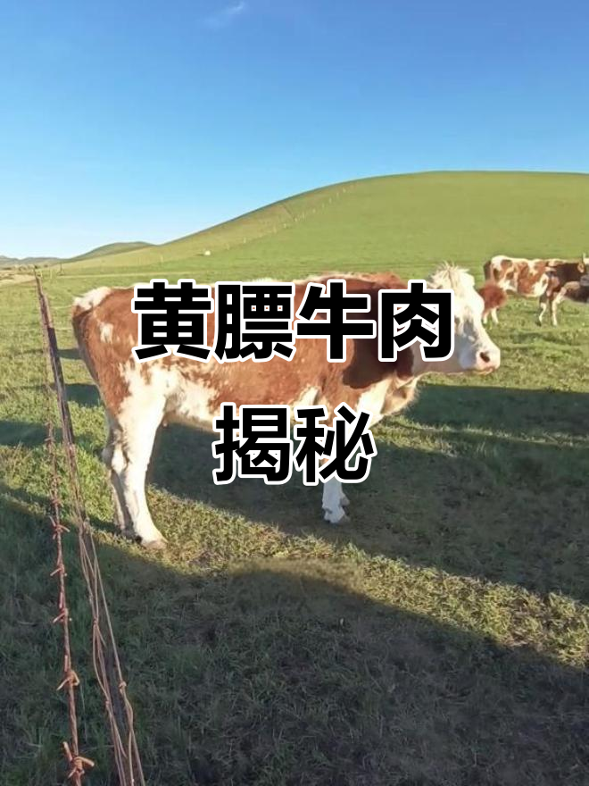 什么是黄膘牛肉?草原放牧的素白牛才能出这种肉