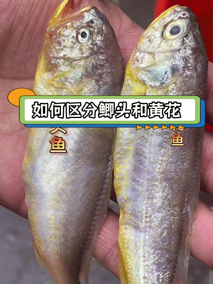 鲫头鱼与黄花鱼的明显区别
