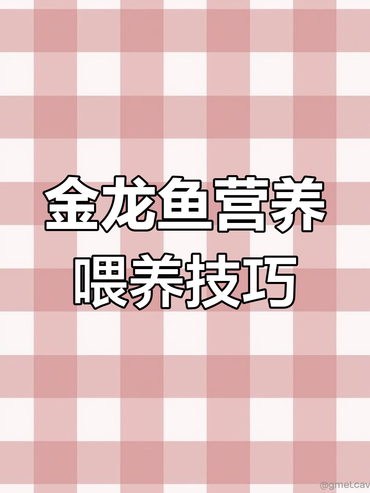 如何通过喂食提升金龙鱼的精质与健康