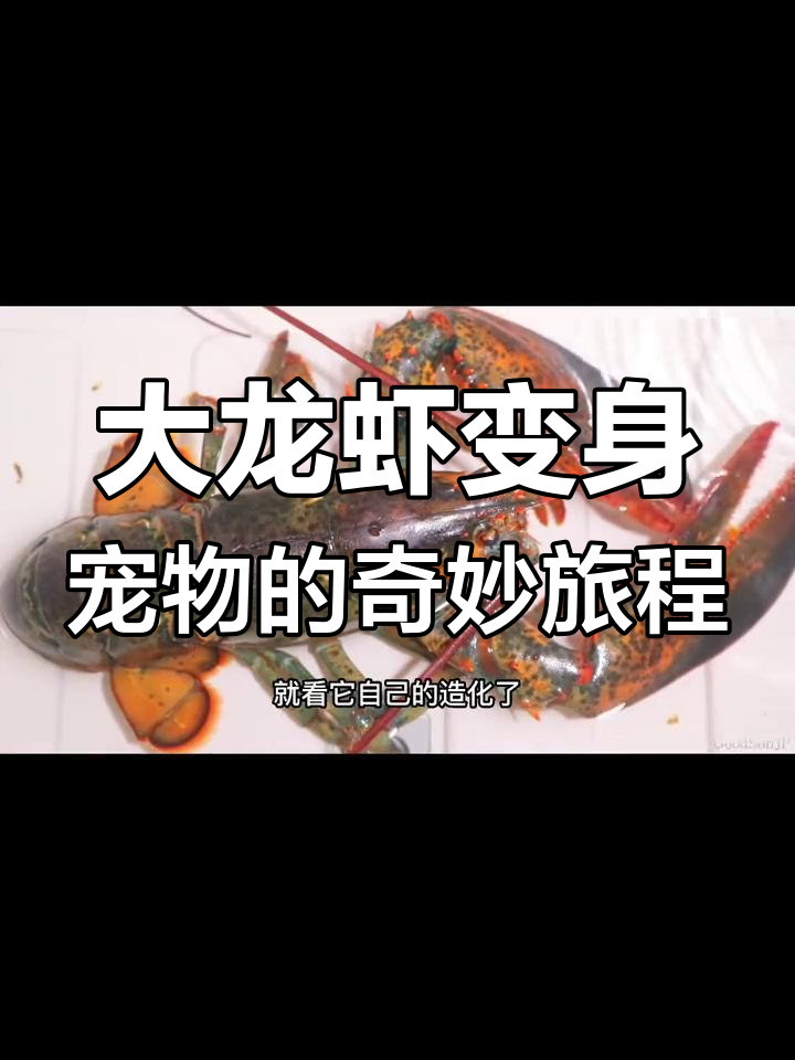 在家养大龙虾,从食材变宠物,过程既挑战又充满乐趣