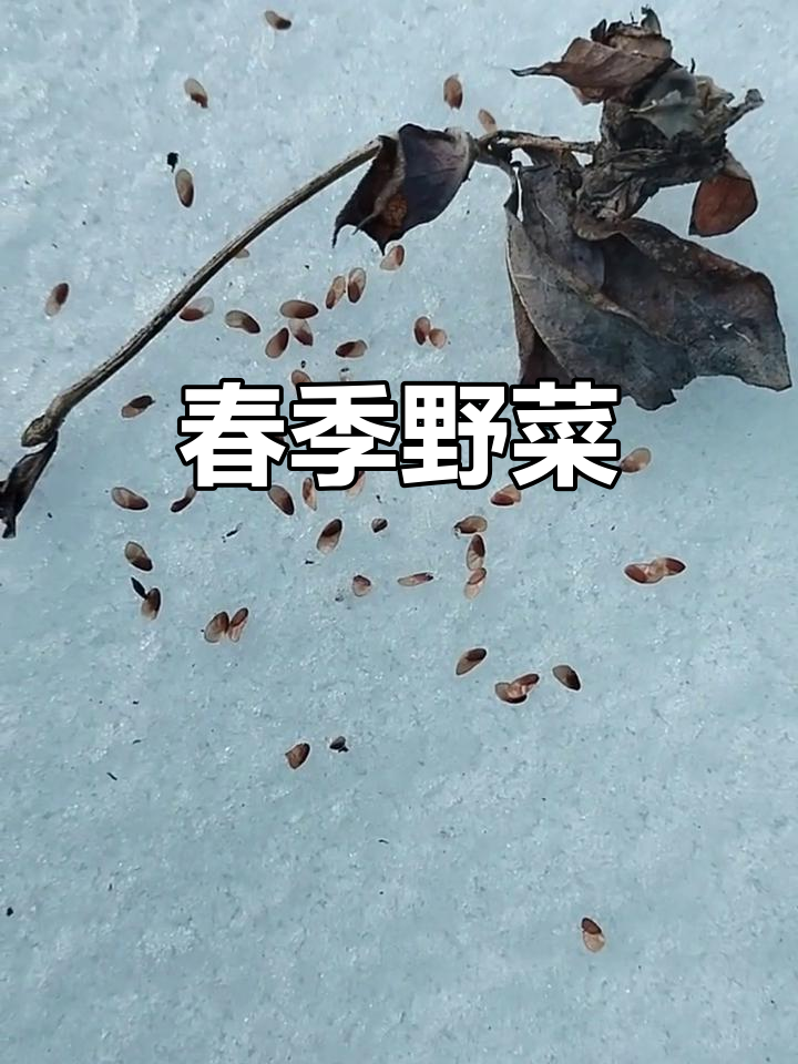 轮叶党参，形似胡萝卜的野菜，春夏时节常见