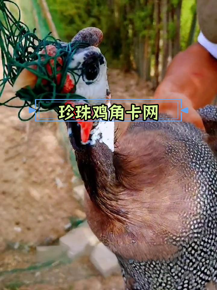 珍珠鸡被网子缠住,母油鸡抱窝下蛋