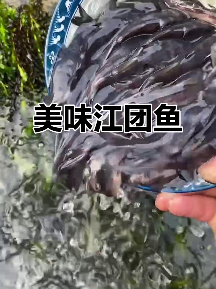 江团鱼:长江四线之一,肉质鲜美可养殖