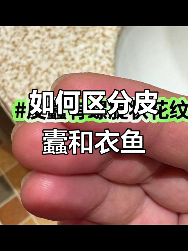 皮蠹幼虫与衣鱼虫的区别,如何分辨它们?