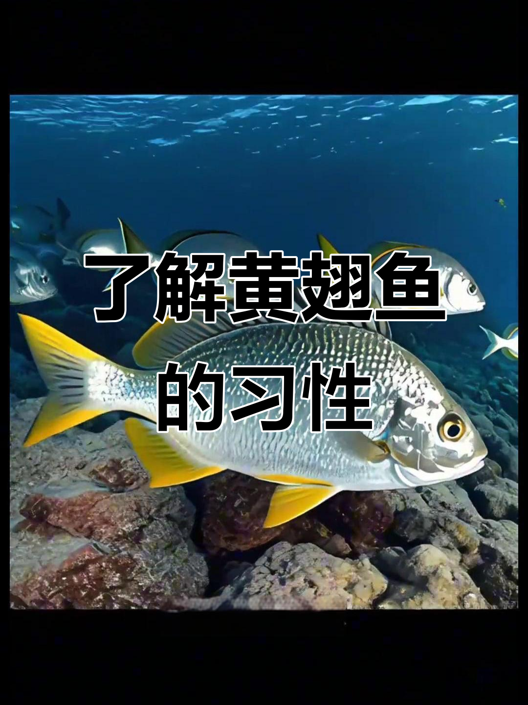 黄鳍鲷:近海暖水性肉食鱼,栖息于泥沙底质海域
