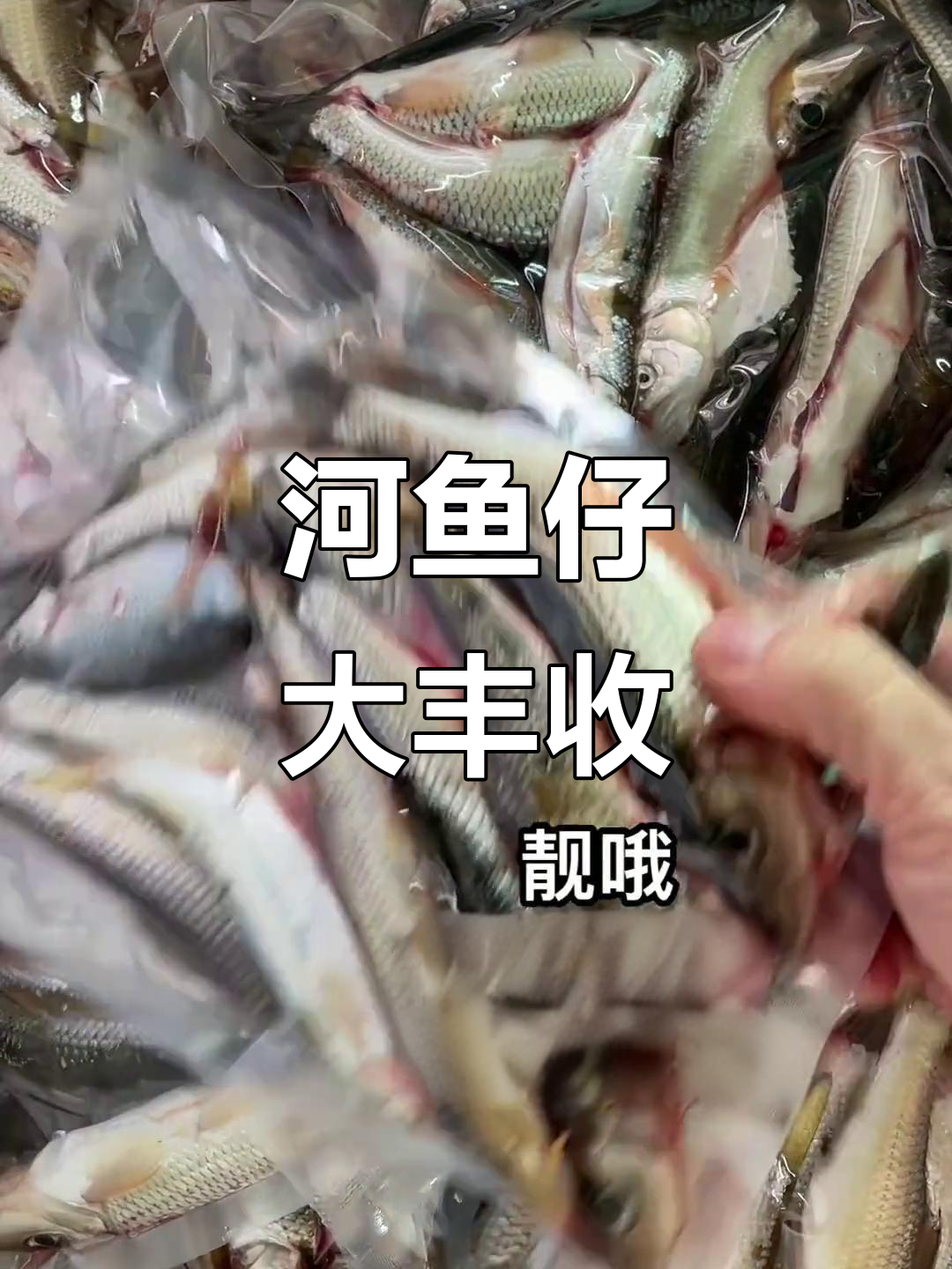 河鱼仔又杂又靓,沙丁白条马口全都有