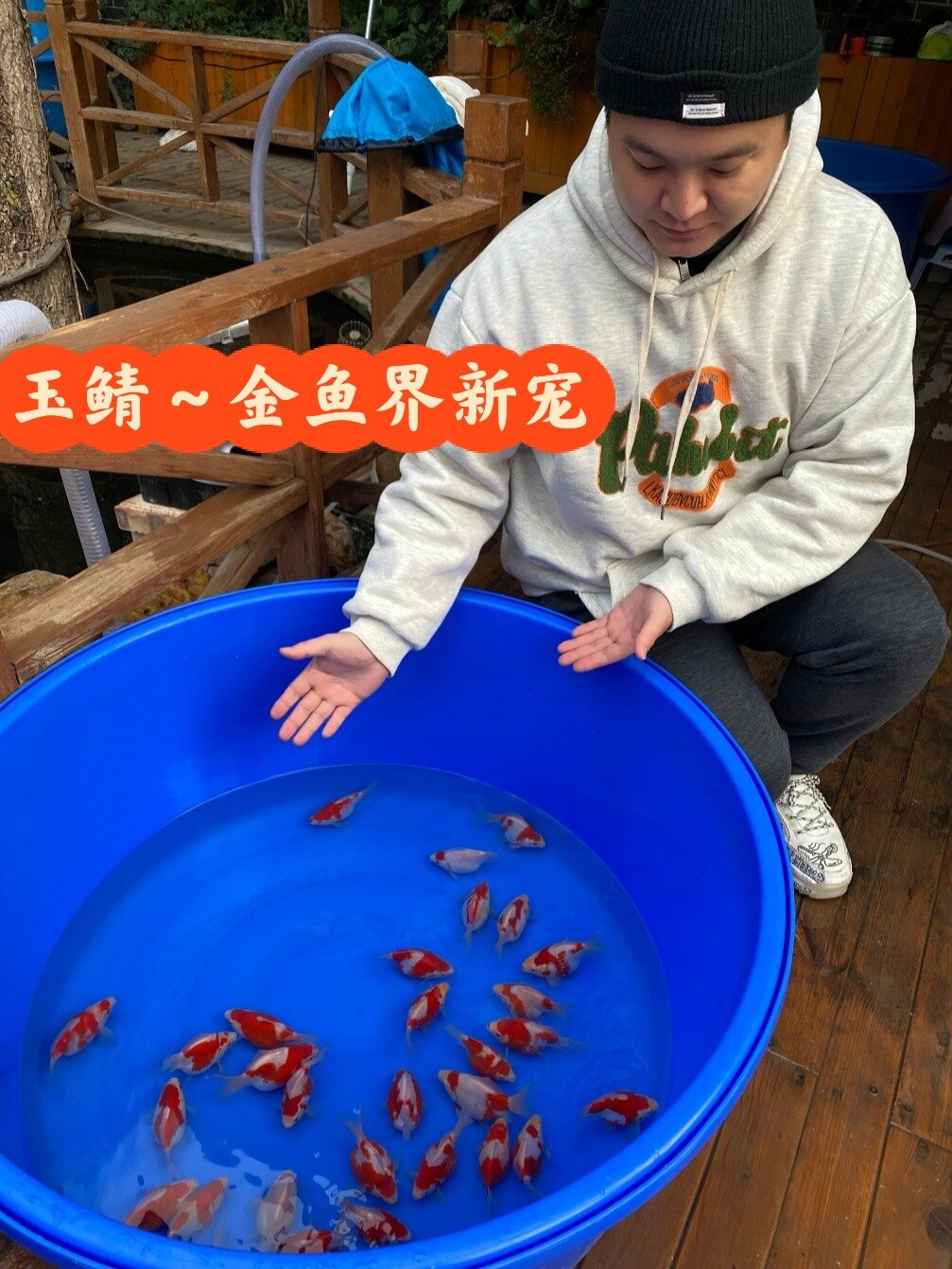 玉鲭～金鱼界的新宠儿