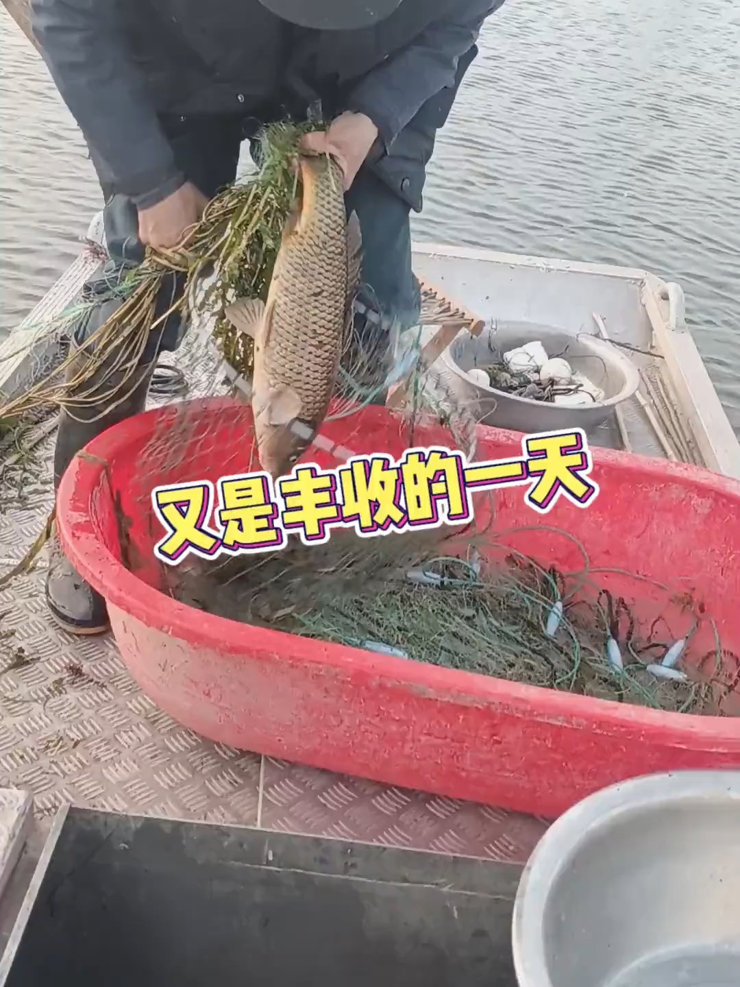 今天收四指渔网,没想到鲫鱼是有多又大