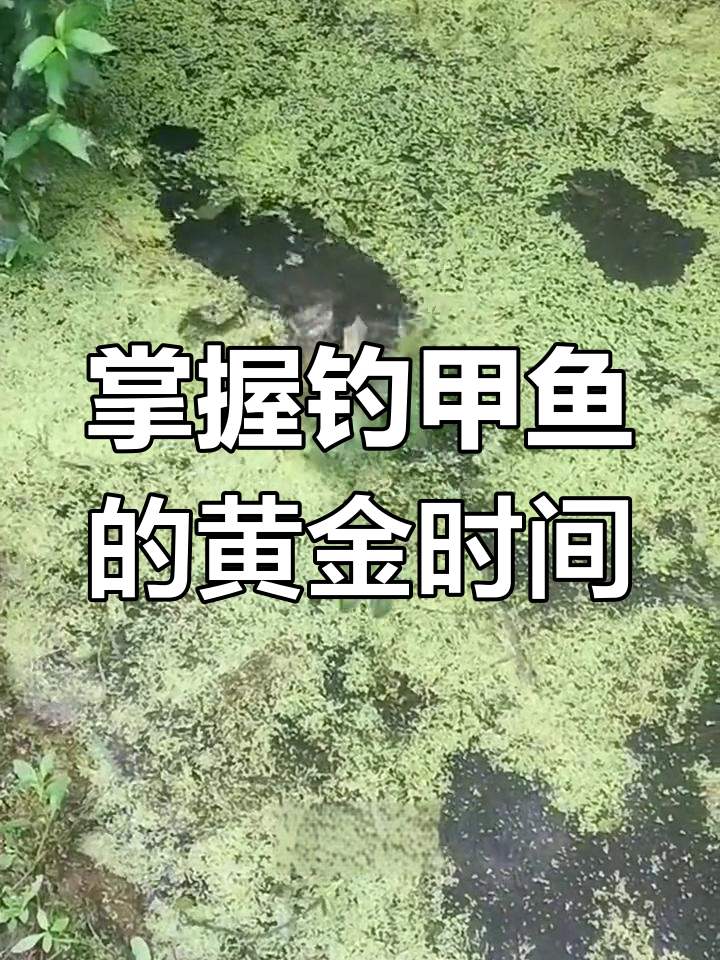 甲鱼钓的最佳时机,白天夜晚都能轻松上钩