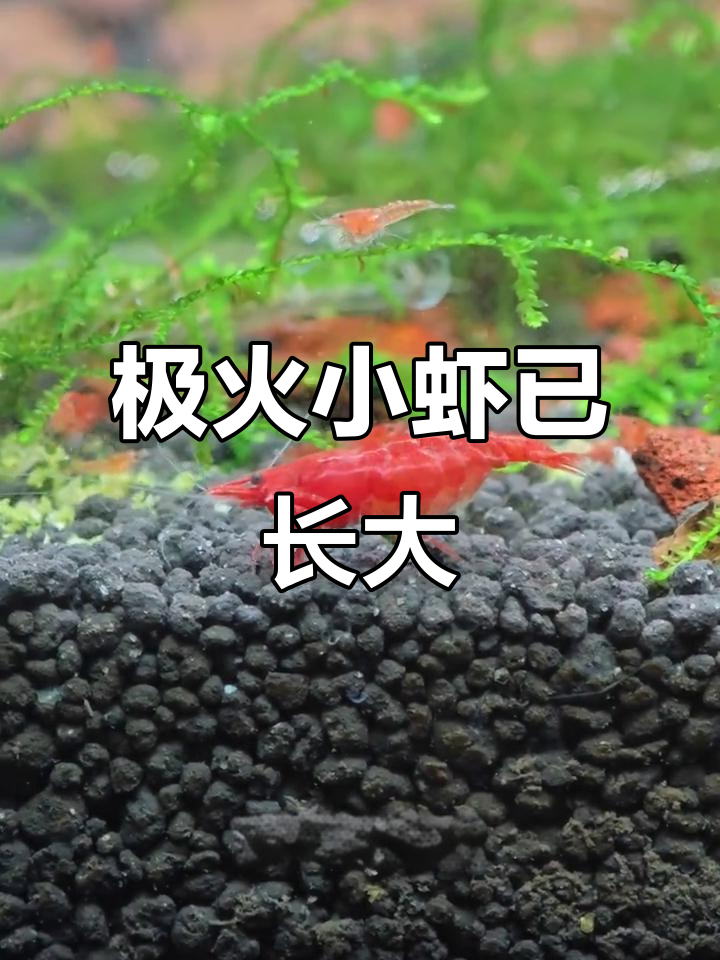 小虾长到一厘米,满缸活泼可爱