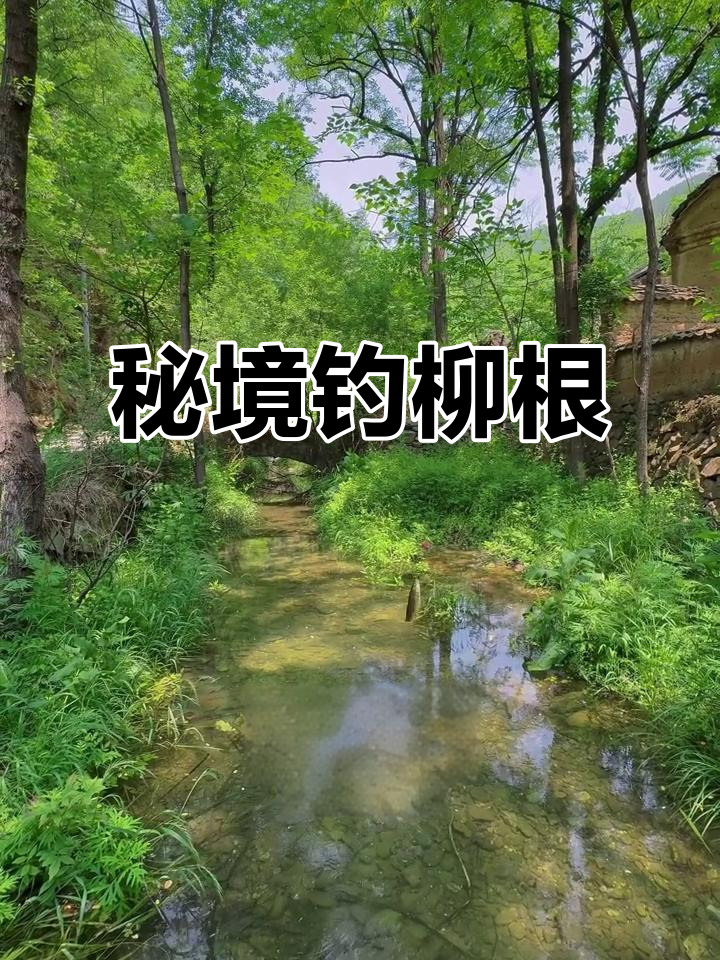 柳根鱼现身秦岭深处,清澈水边意外收获!