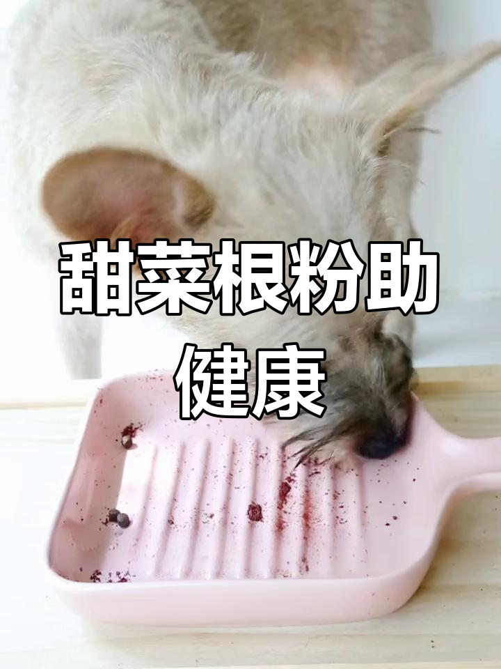 自制甜菜根粉,提升狗狗免疫力