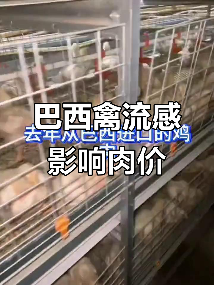 巴西鸡肉进口暂停,鸡爪翅价格上涨,肉鸡市场短期波动