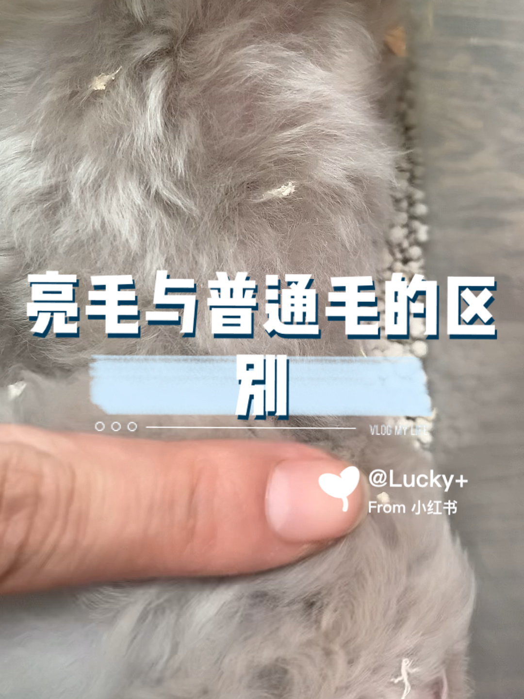 鸽灰色金丝熊亮毛与不亮毛的区别