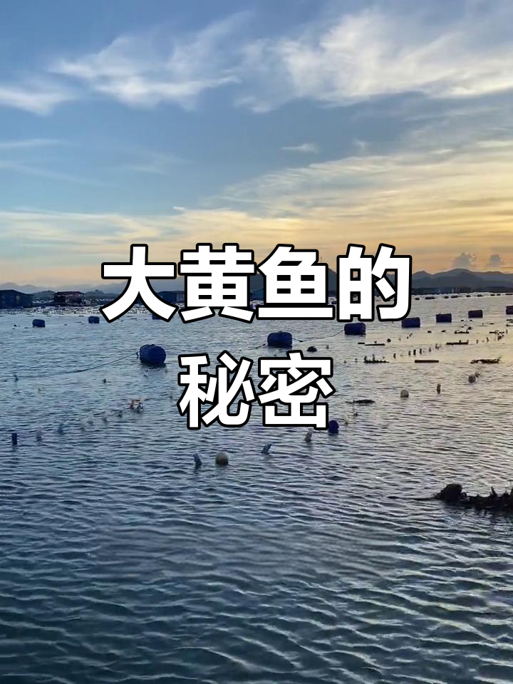 霞浦大黄鱼,深海孕育的天然美味